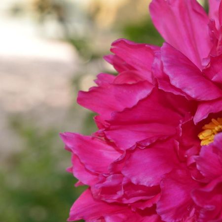 B&B Lady Cocca Savio di Ravenna Bagian luar foto
